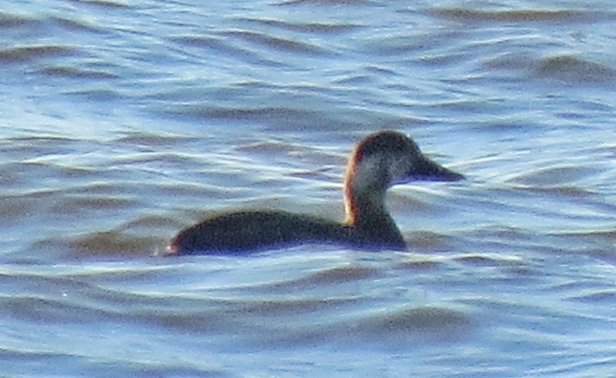 Black Scoter - ML20890831