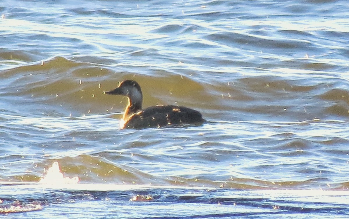 Black Scoter - ML20890841