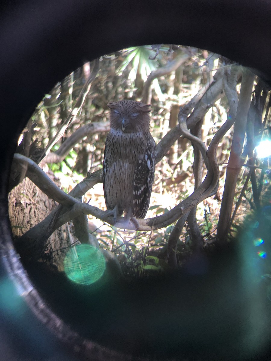 Brown Fish-Owl - ML208908621