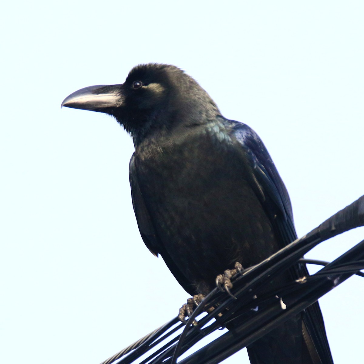 Corbeau à gros bec - ML208908781