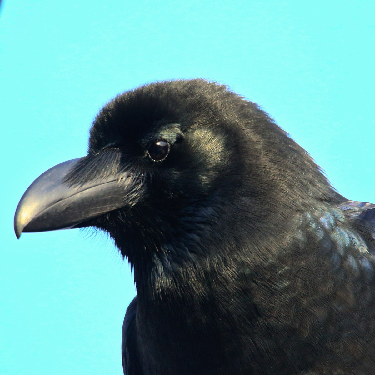 Large-billed Crow - poshien chien