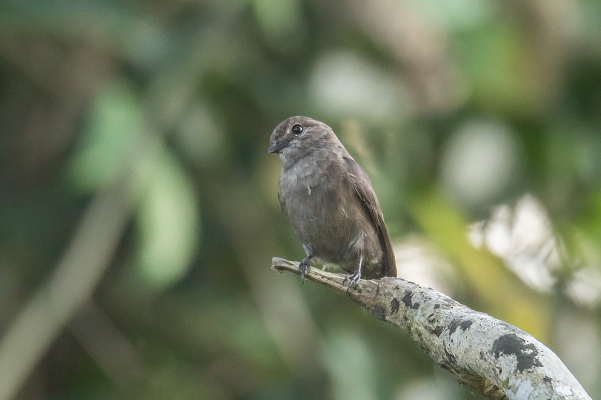 Ussher's Flycatcher - ML208909561