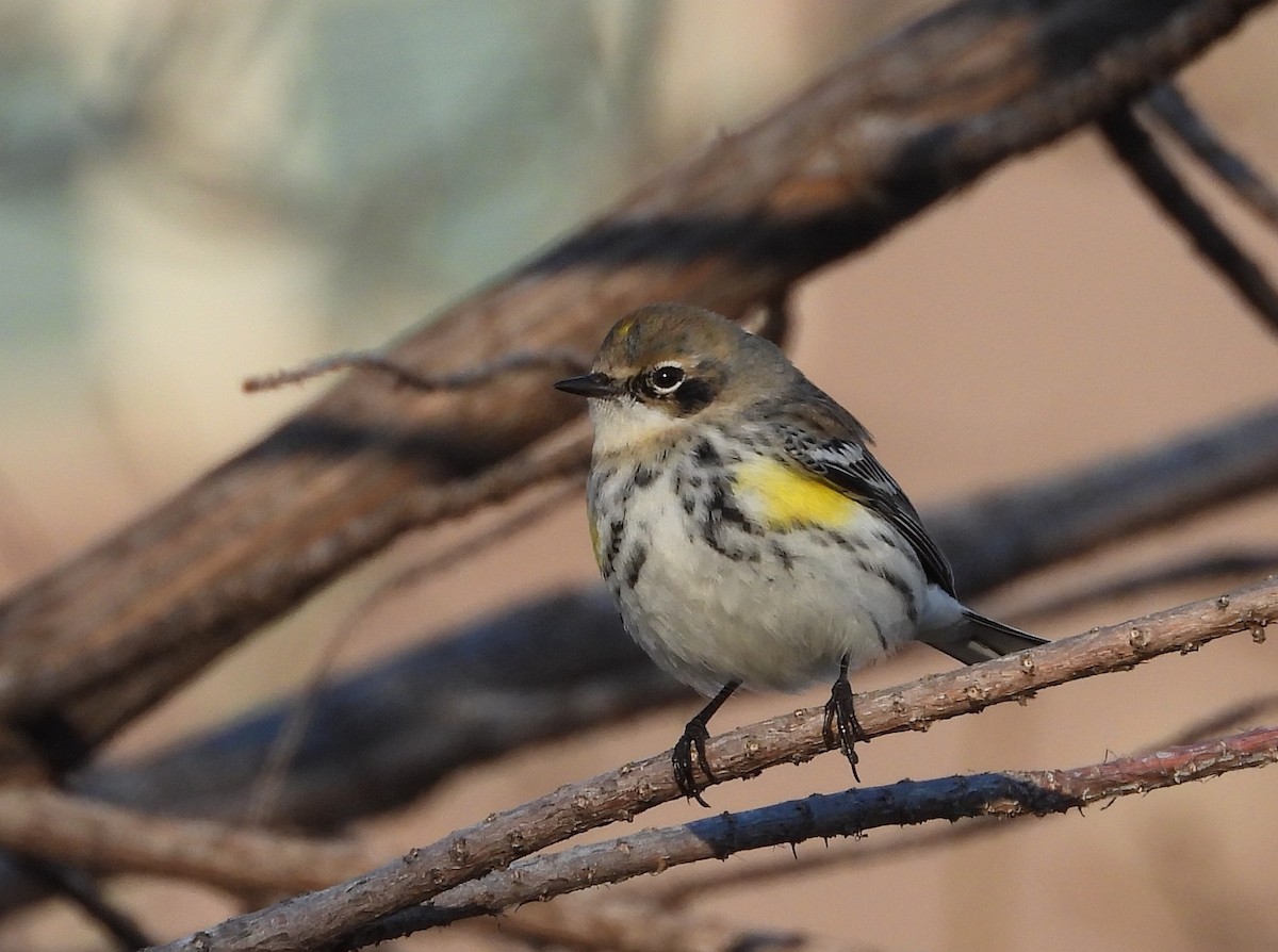 Yellow-rumped Warbler (Myrtle) - Chris Davis