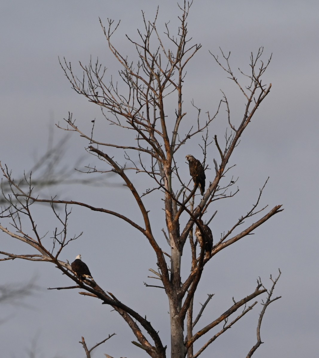 Bald Eagle - ML208911561