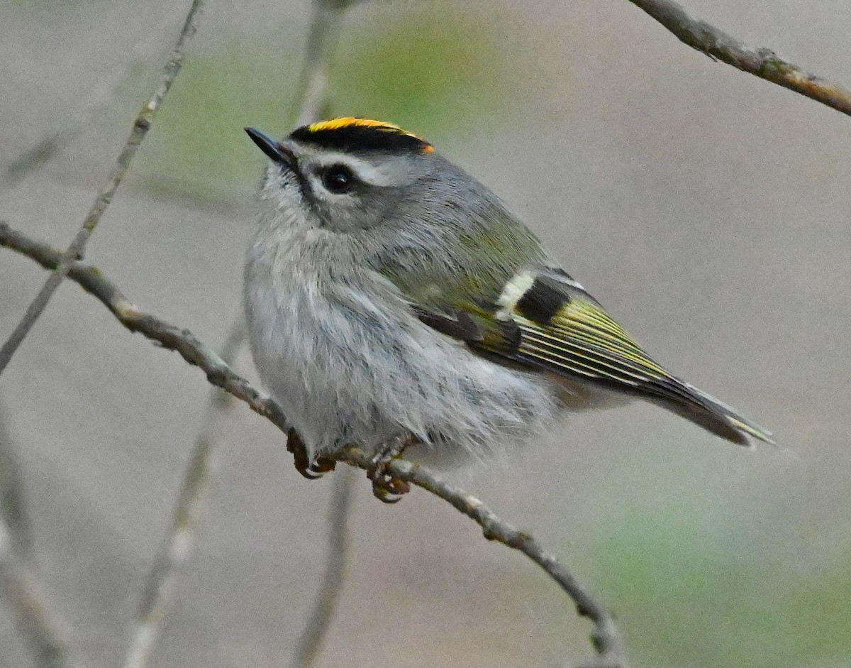 Golden-crowned Kinglet - ML208911591