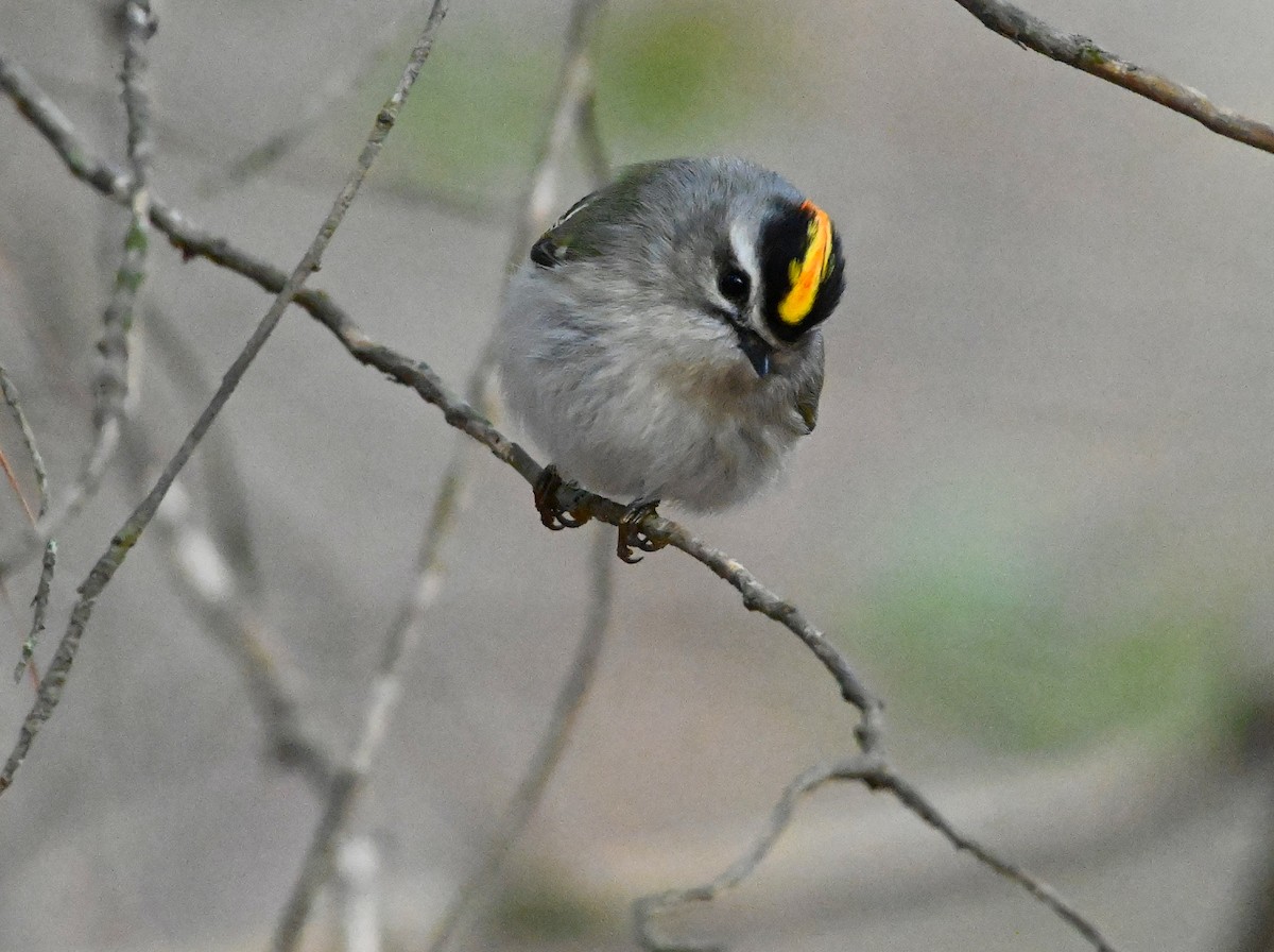 Golden-crowned Kinglet - Ann Stinely