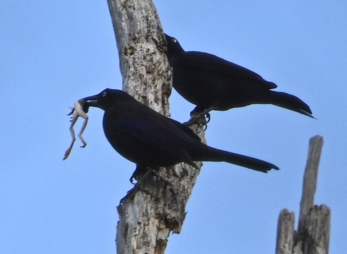 Common Grackle - ML208911681