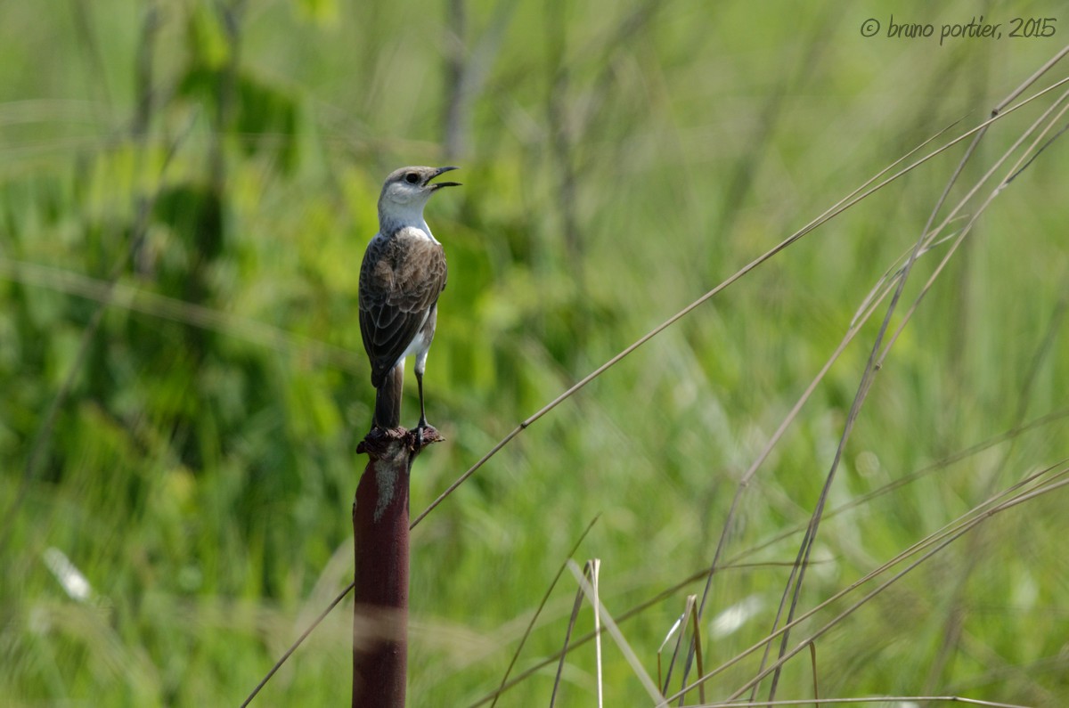 Zorzal Hormiguero del Congo - ML208911881