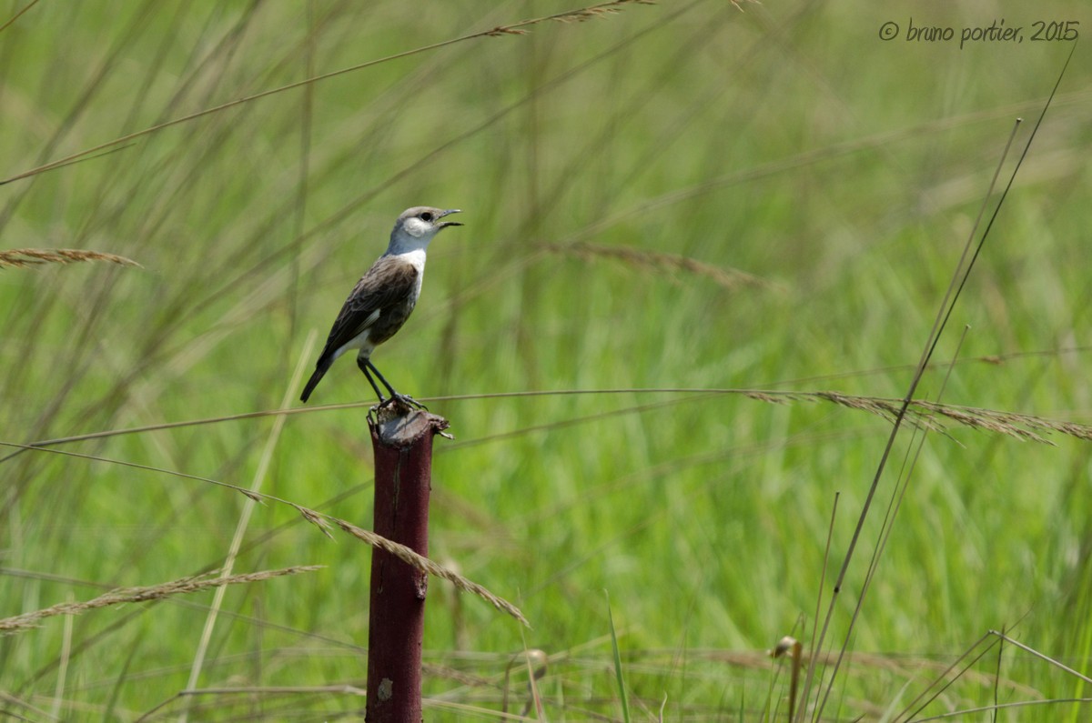Congo Moor Chat - Bruno Portier