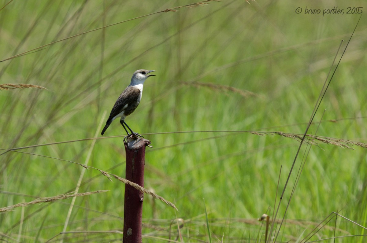 Congo Moor Chat - ML208911891