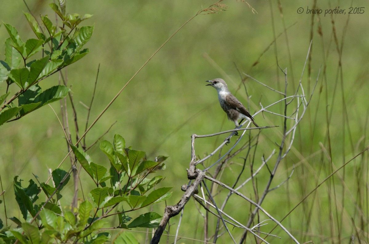 Zorzal Hormiguero del Congo - ML208911911