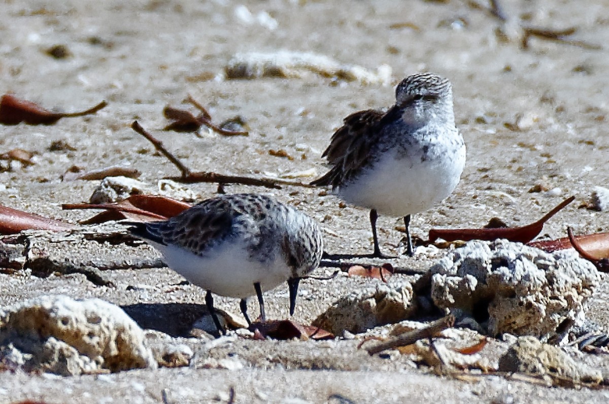 Red-necked Stint - John Watson