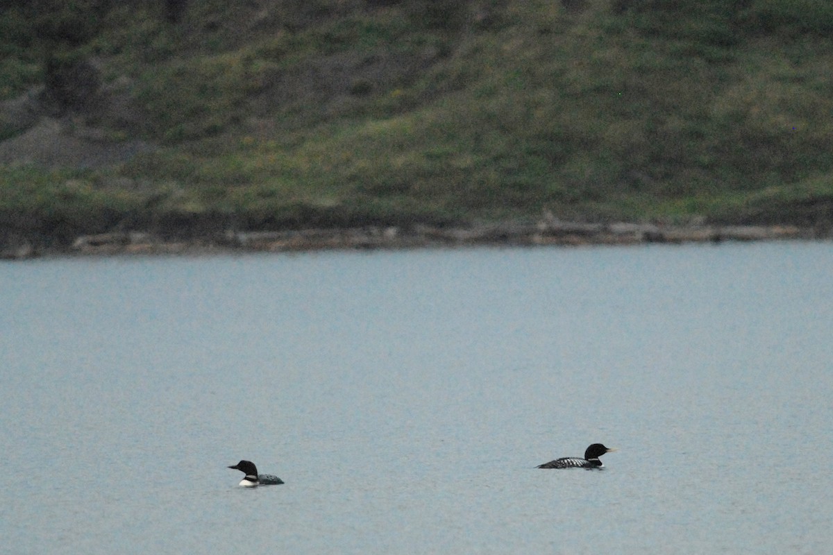 Yellow-billed Loon - Cameron Eckert