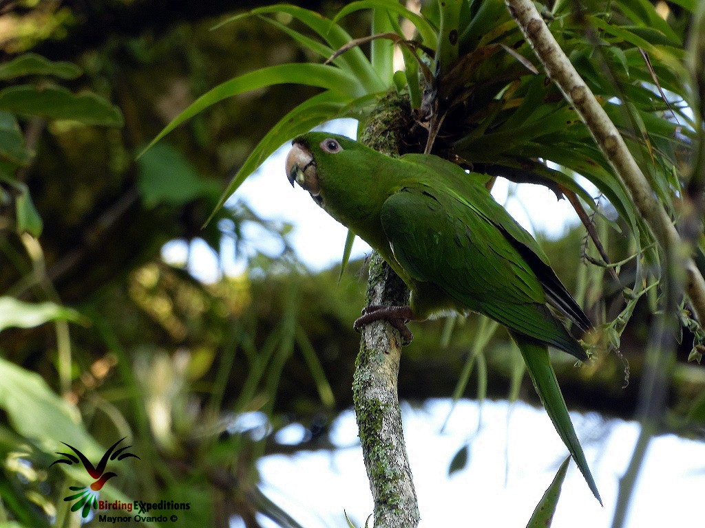 Pacific Parakeet - ML20891491