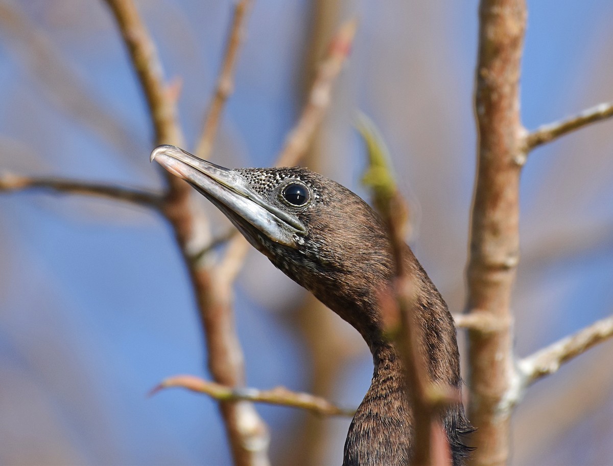 Little Cormorant - ML208916781