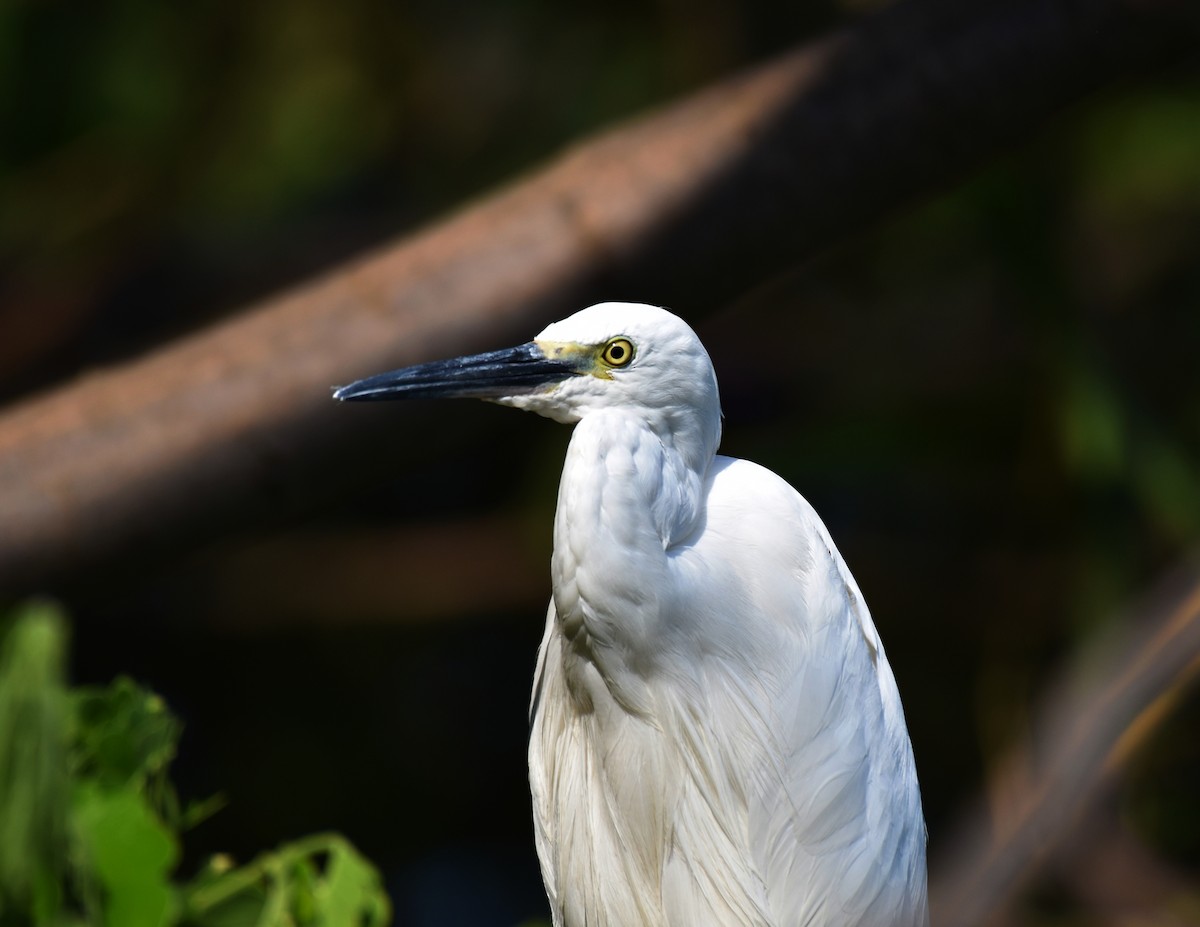 Little Egret - ML208916821