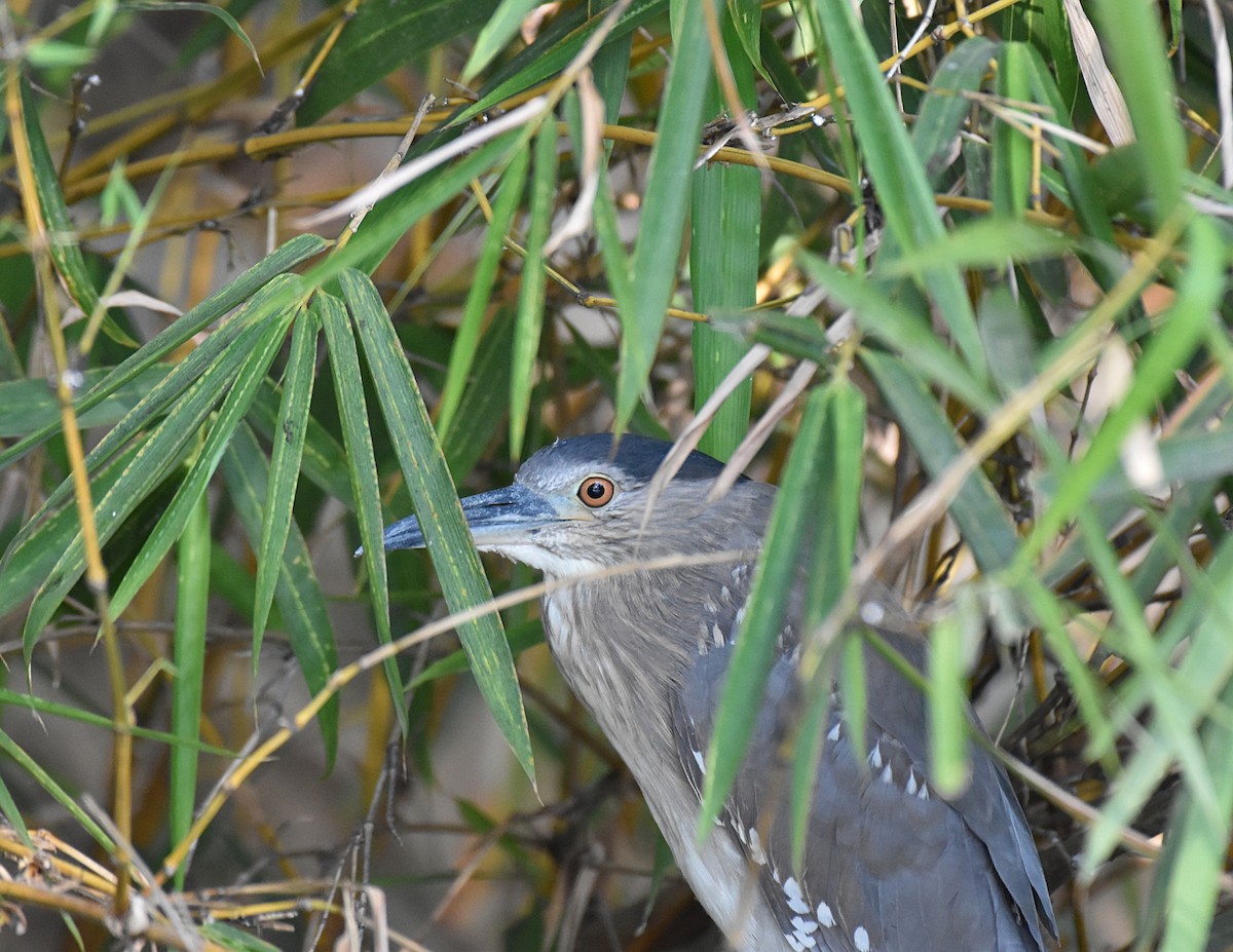 Black-crowned Night Heron - ML208916851