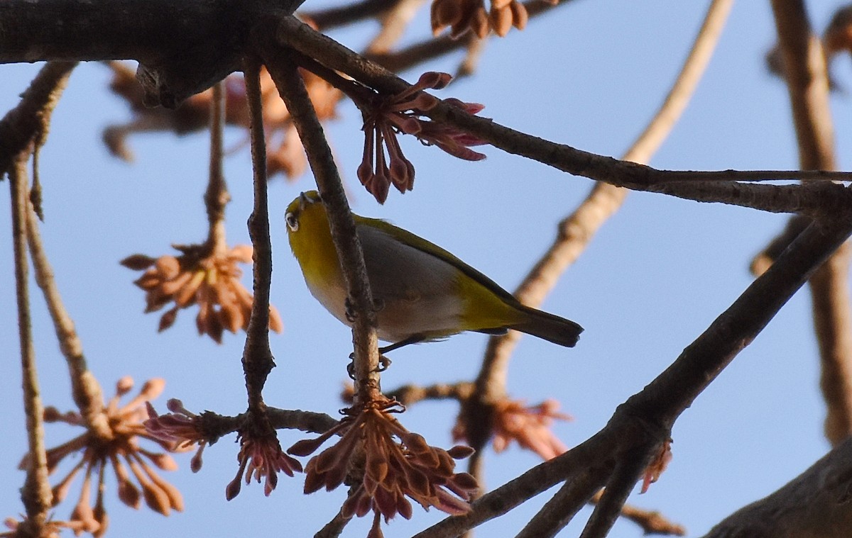 Indian White-eye - ML208916891