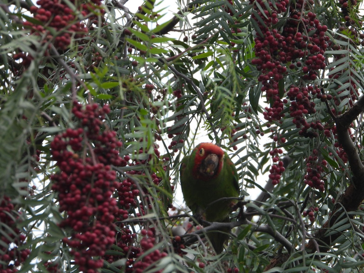 Red-masked Parakeet - ML208918311