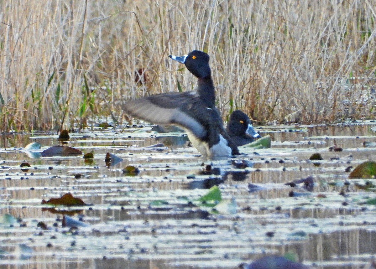 Ring-necked Duck - ML208920211