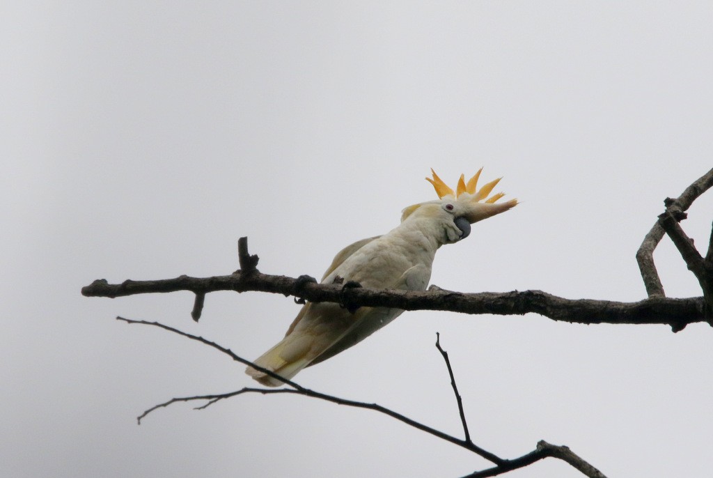 Citron-crested Cockatoo - ML208920931