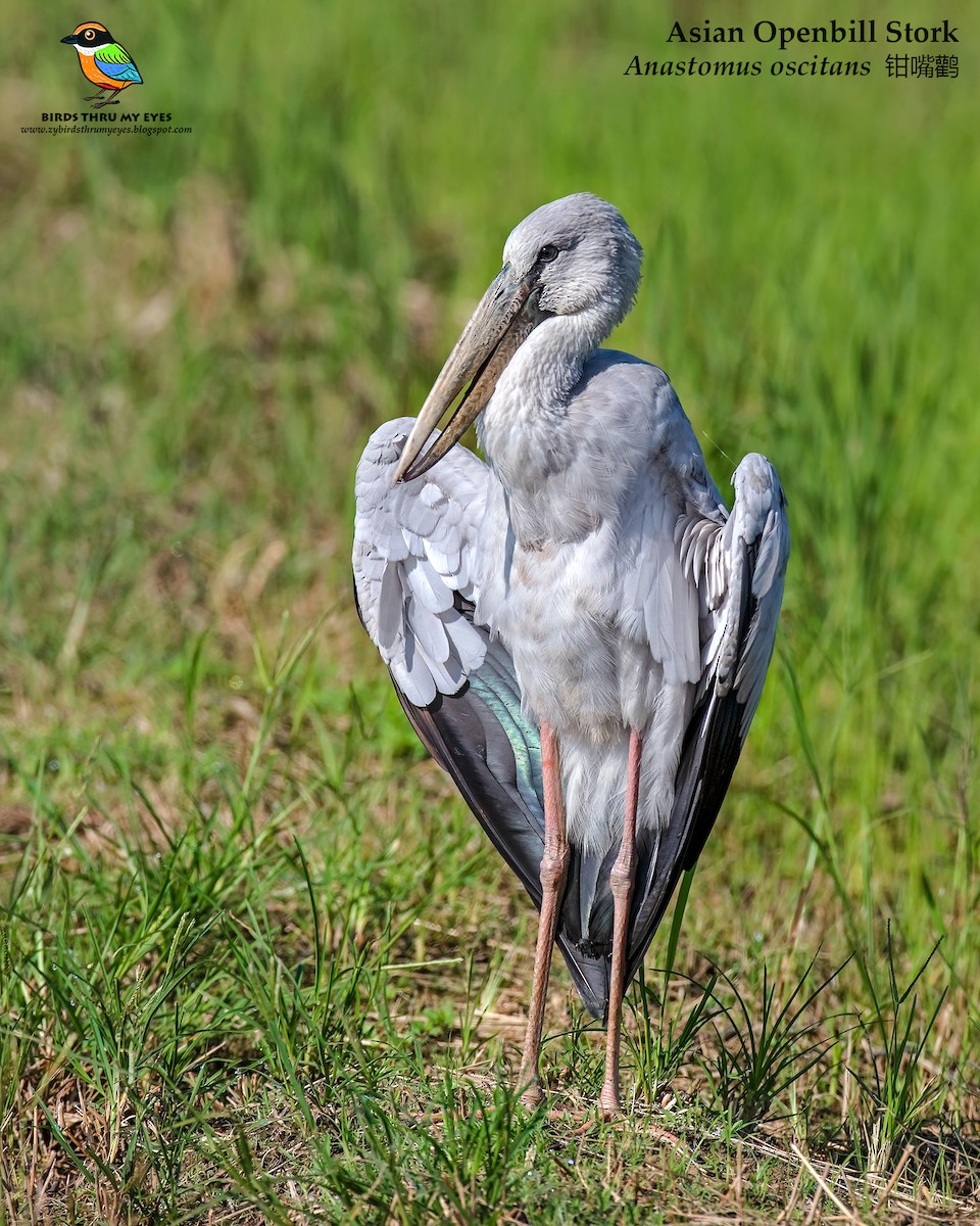 Asian Openbill - Zhong Ying Koay