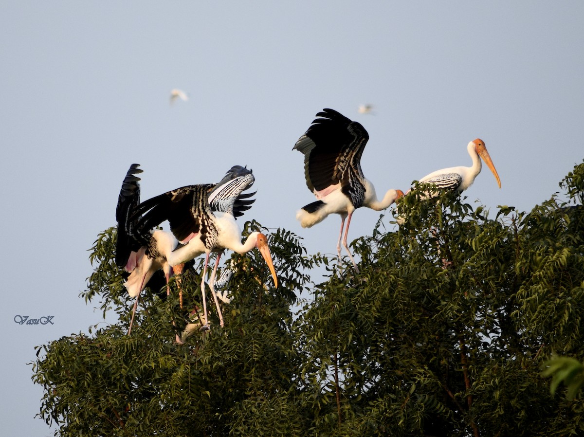 Painted Stork - CDR Vasudeva Rao Krishnan