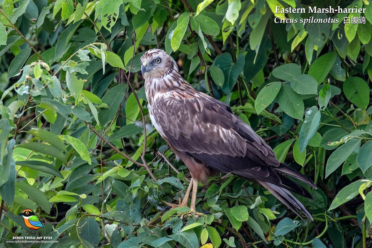 Eastern Marsh Harrier - ML208921661