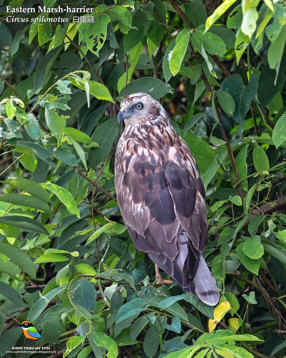 Eastern Marsh Harrier - ML208921671