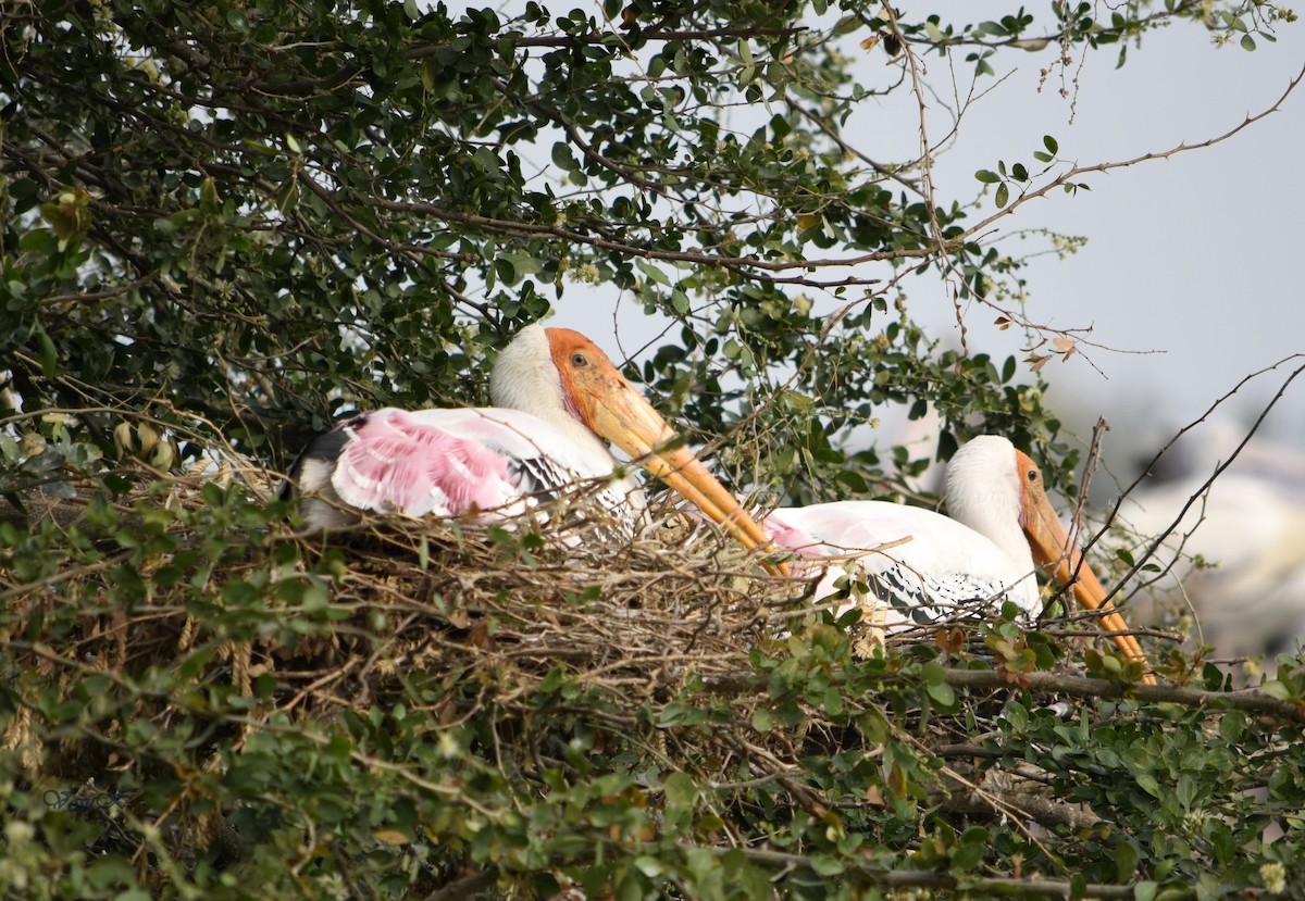 Painted Stork - ML208921801