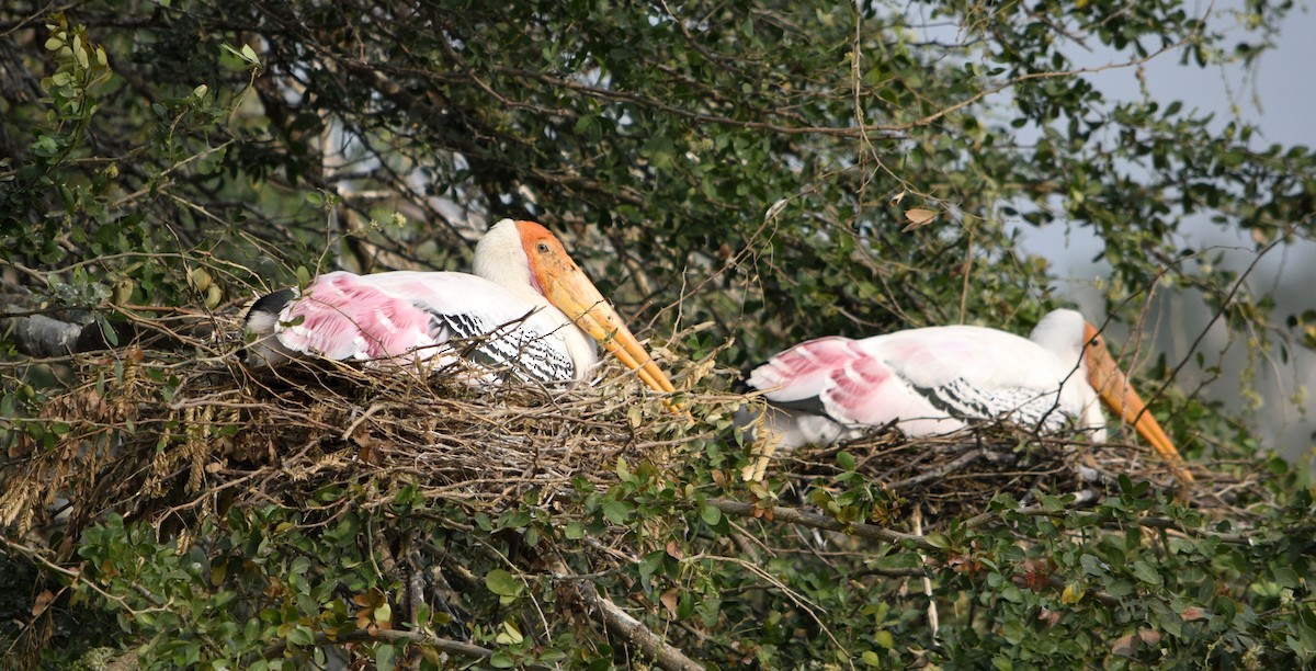 Painted Stork - ML208921811