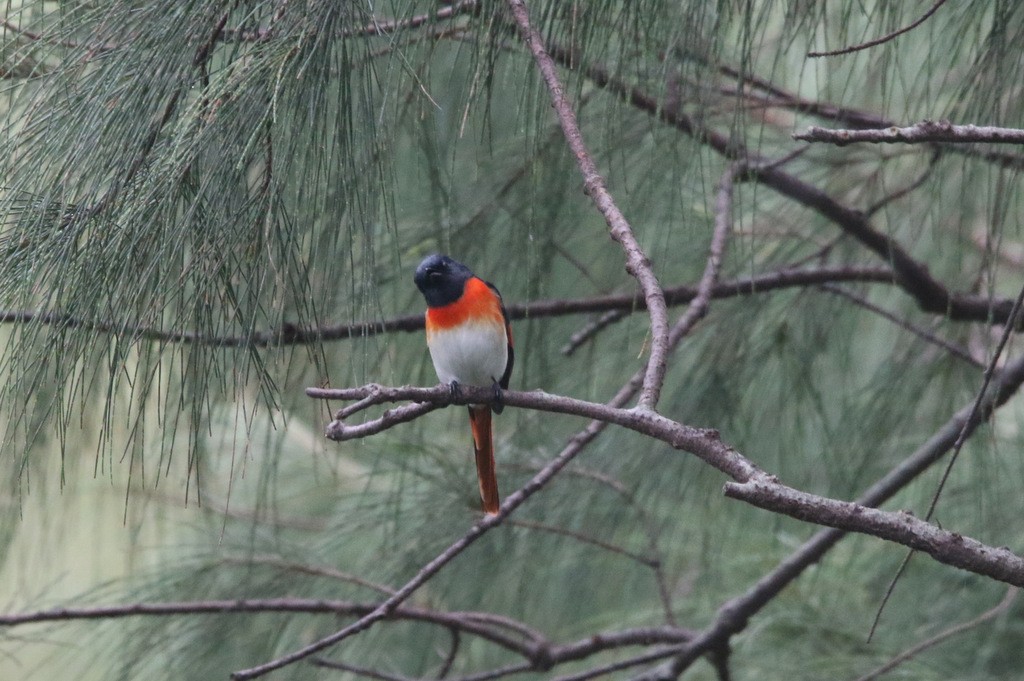 Minivet de Sumbawa - ML208921971