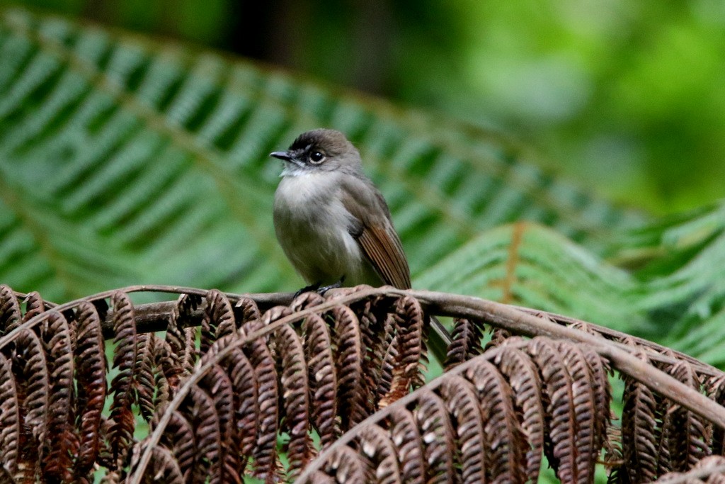 Brown-capped Fantail - Yovie Jehabut