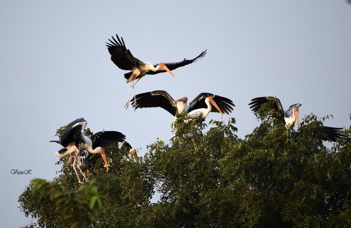 nesyt indický - ML208922041