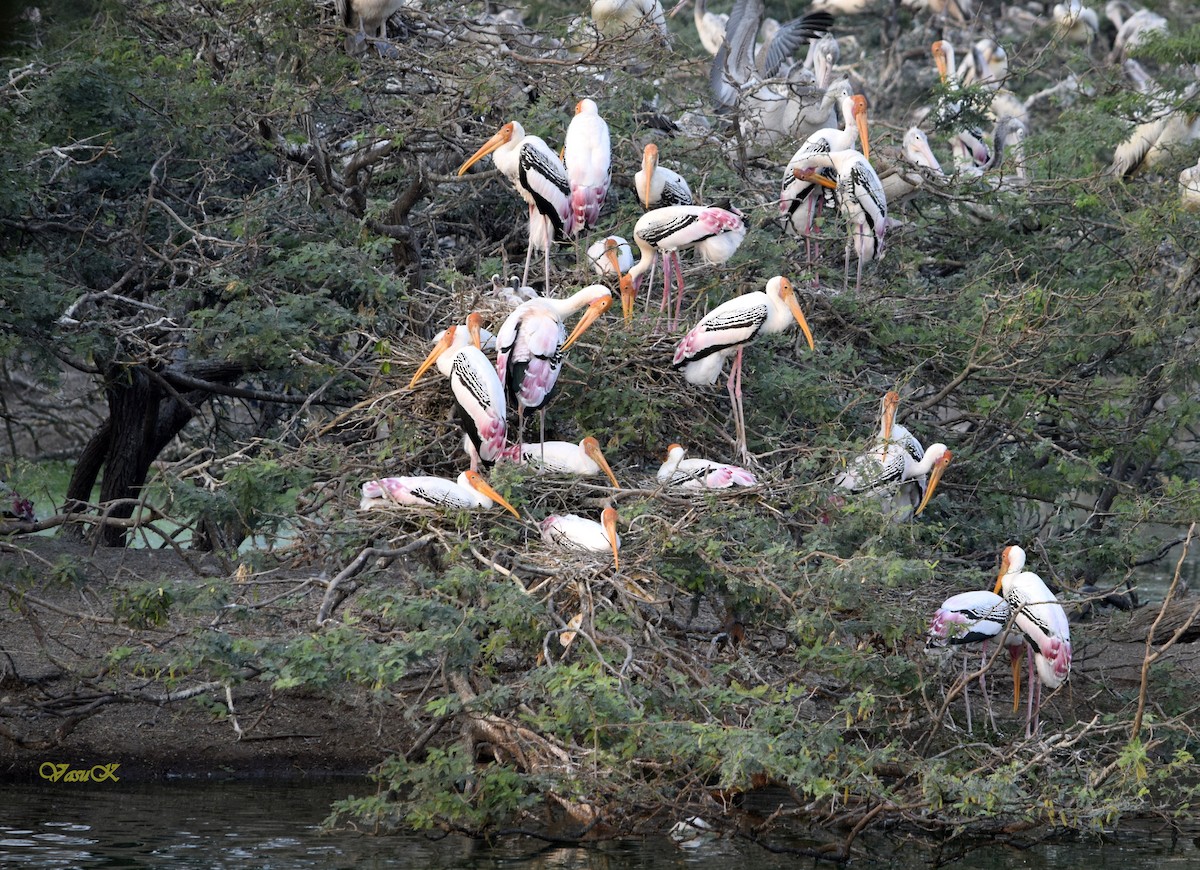 Painted Stork - CDR Vasudeva Rao Krishnan