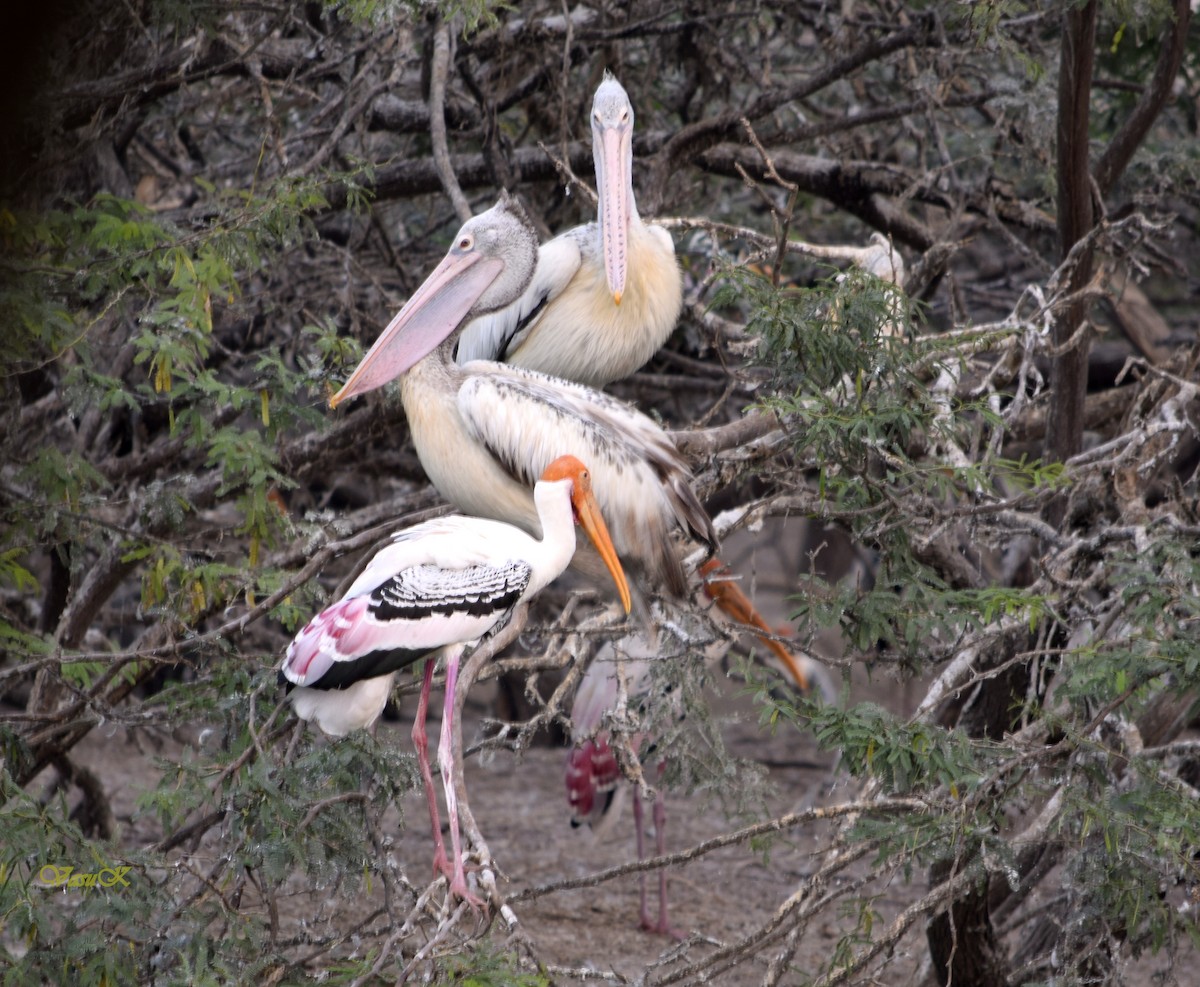 Painted Stork - ML208922331