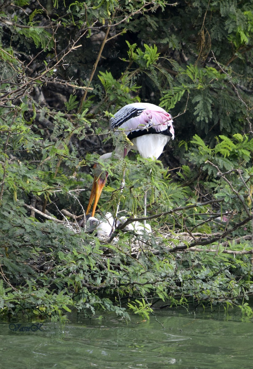 Painted Stork - CDR Vasudeva Rao Krishnan