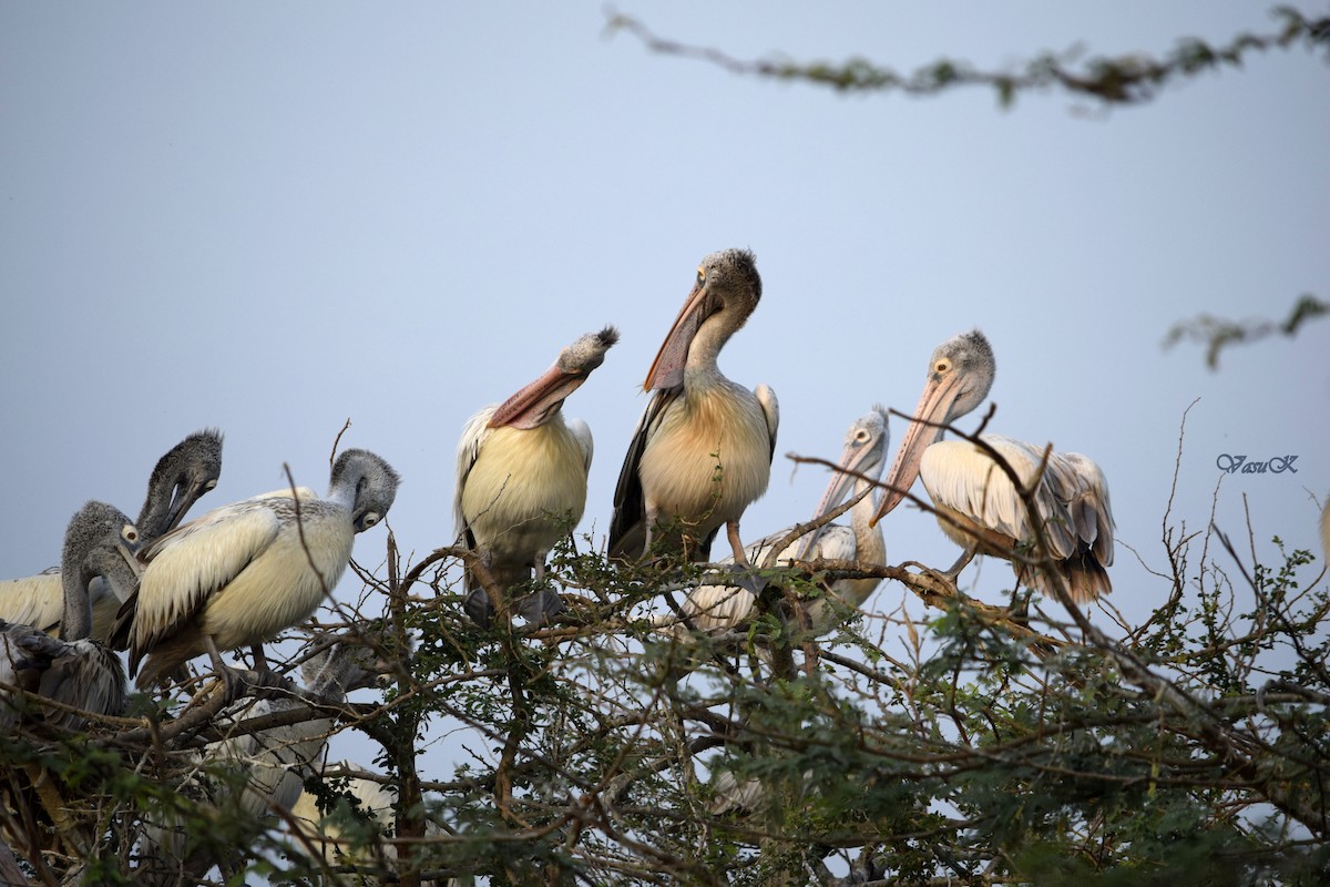 pelikán skvrnozobý - ML208922471