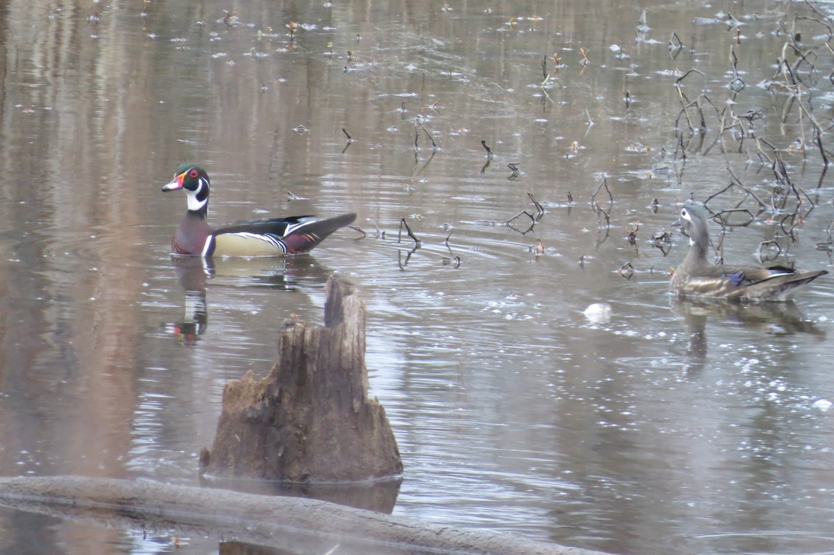 Wood Duck - ML208922611