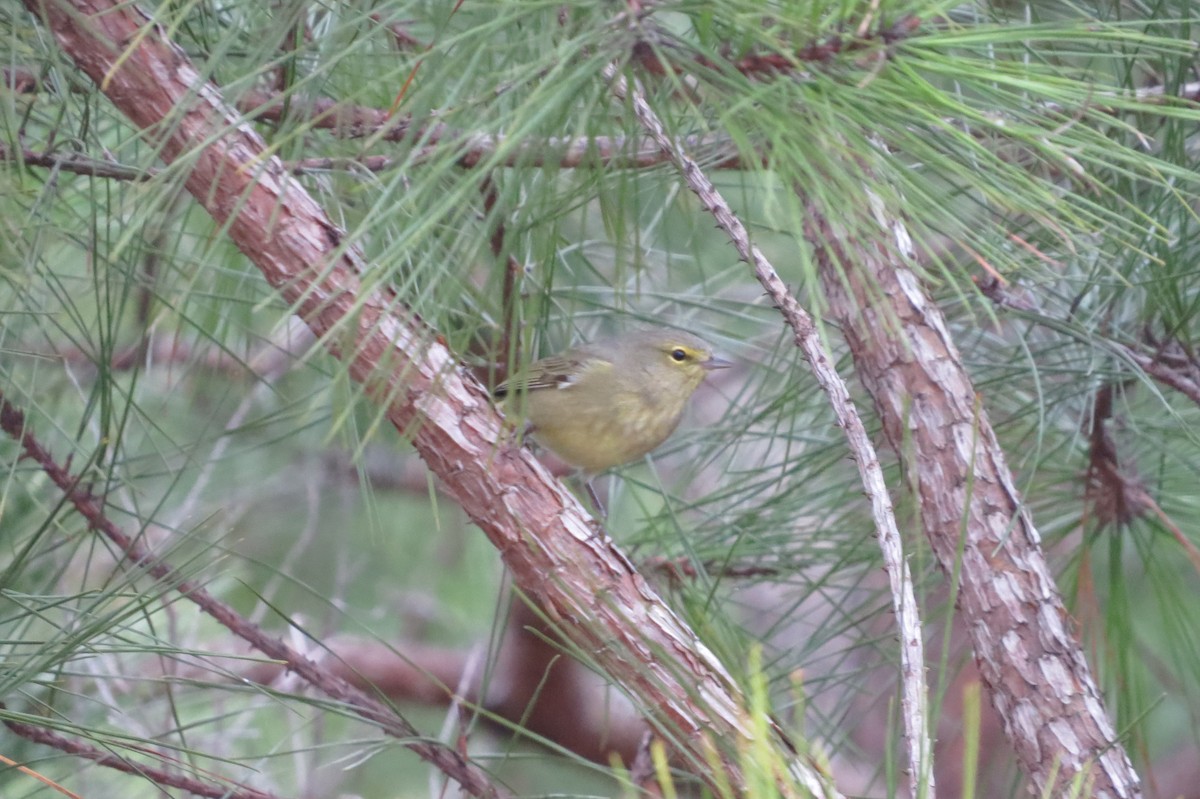 Orange-crowned Warbler - ML208922621