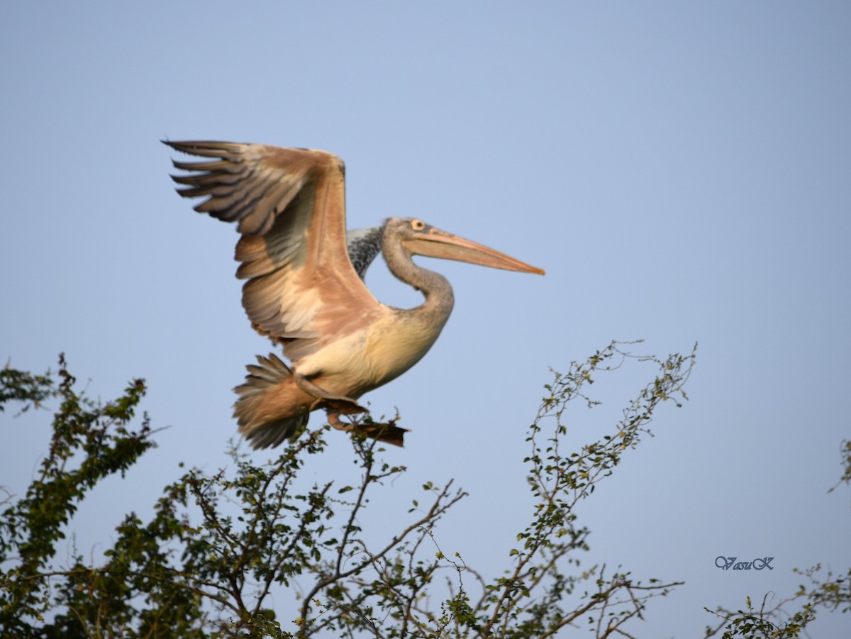 Spot-billed Pelican - CDR Vasudeva Rao Krishnan