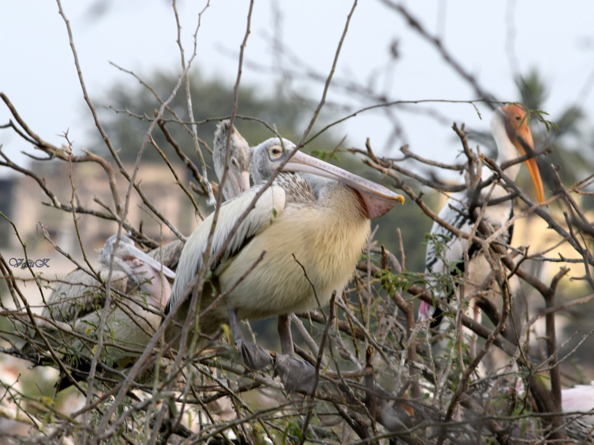 Spot-billed Pelican - ML208922831