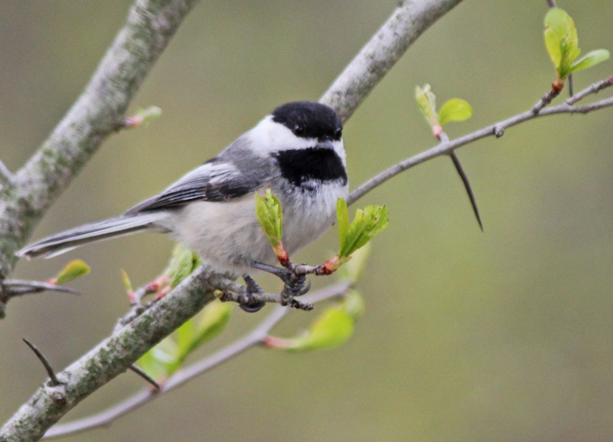 Black-capped Chickadee - Andrew S. Aldrich