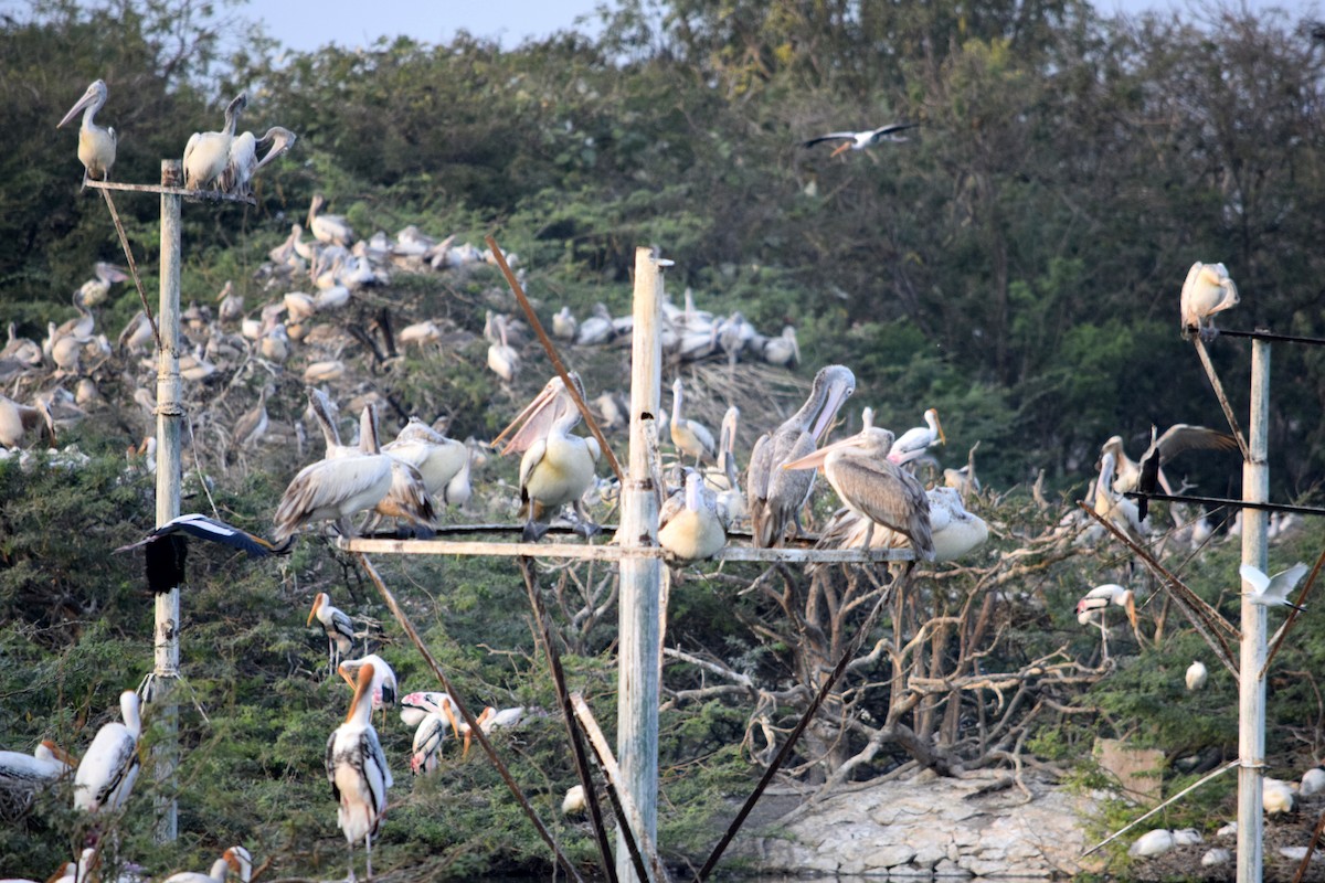 Spot-billed Pelican - CDR Vasudeva Rao Krishnan