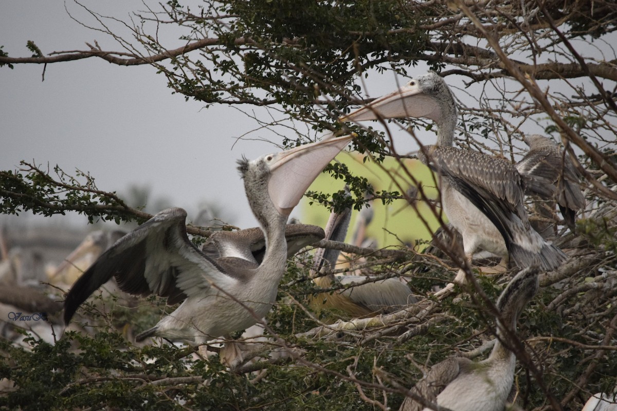 Spot-billed Pelican - ML208923451