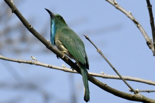 Blue-bearded Bee-eater - ML208923541