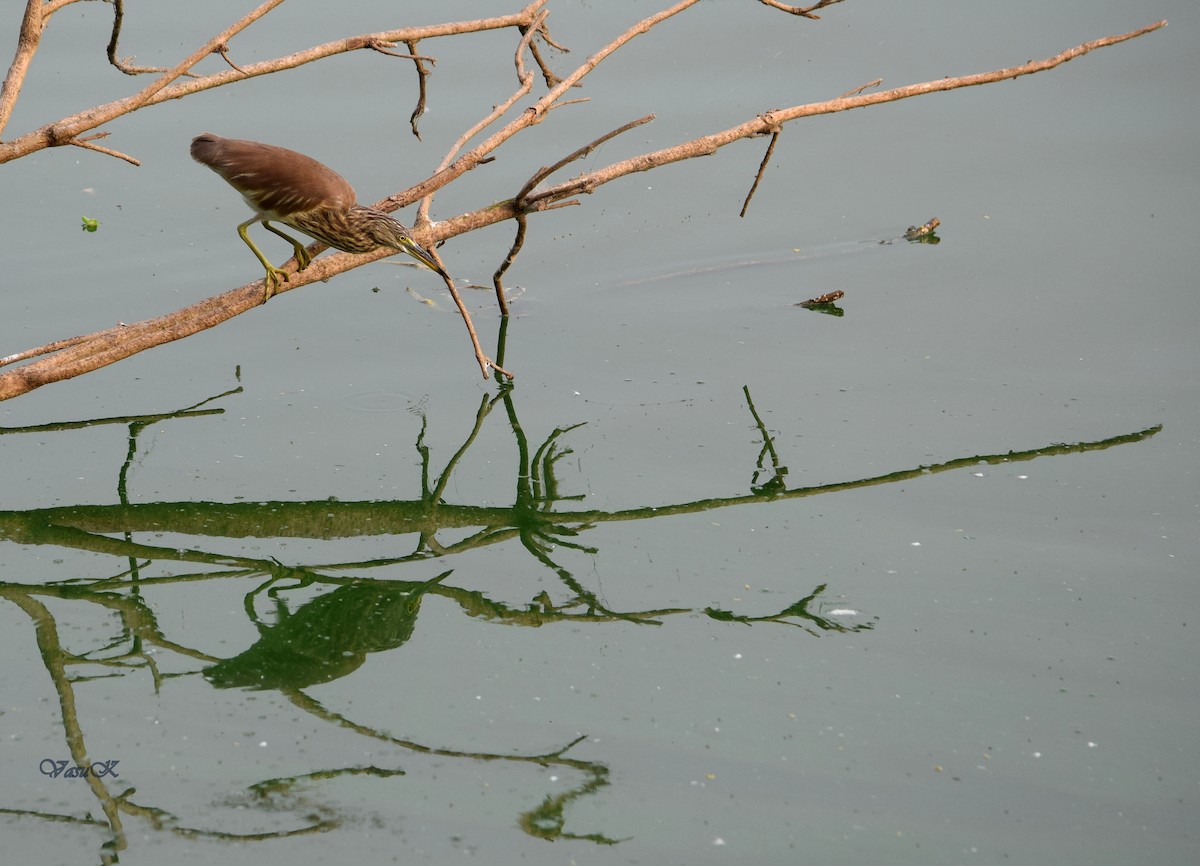 Indian Pond-Heron - CDR Vasudeva Rao Krishnan