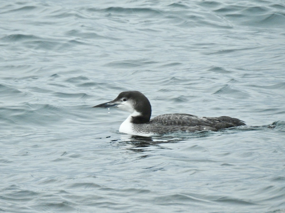 Common Loon - Weston Barker