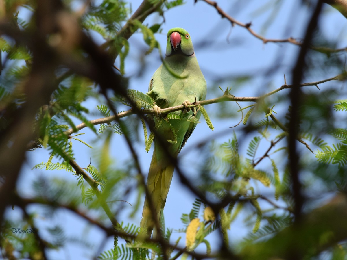 Rose-ringed Parakeet - CDR Vasudeva Rao Krishnan