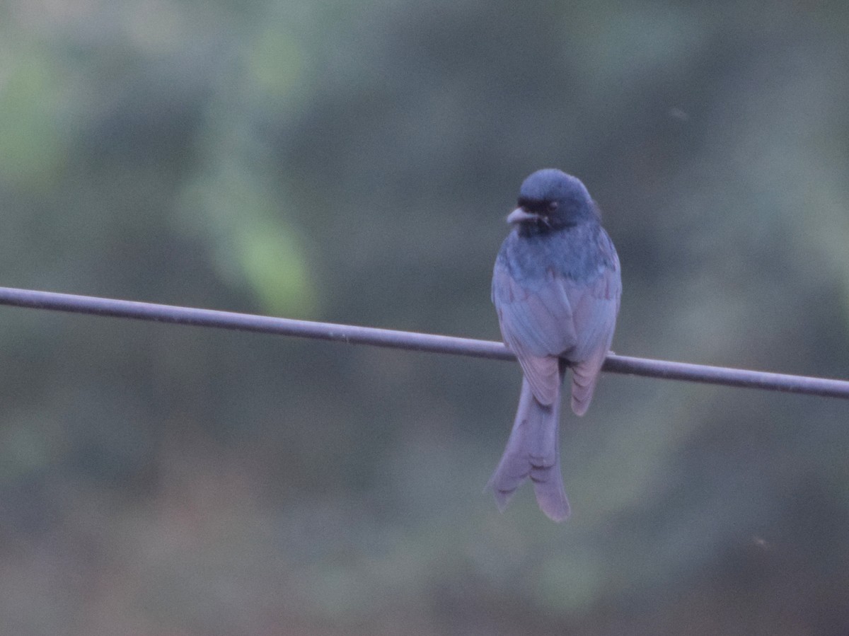 Ashy Drongo - ML208923751